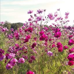 Le champ de coquelicots #8