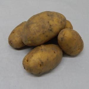 pomme de terre
