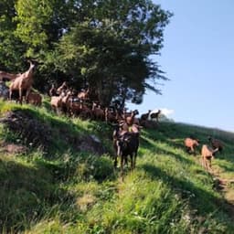 Chèvrerie des Mûres #6