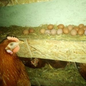 Oeufs