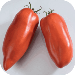 Plant Tomate Cornue des Andes