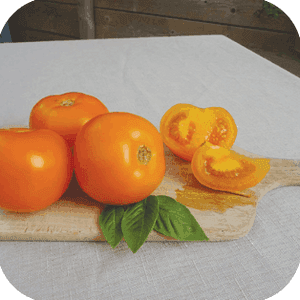 Plant tomate orange