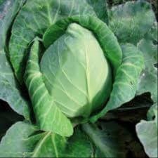 Chou vert