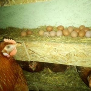 Oeufs