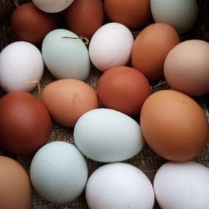 Oeufs