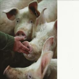 Les Bons Cochons du Bois Gasnier #6
