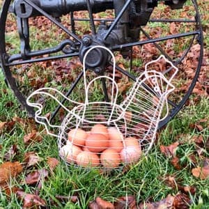 Œufs de poules de pleine aire