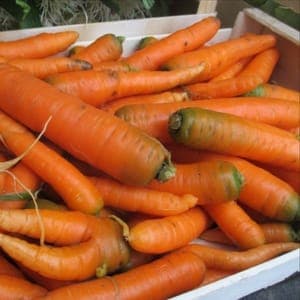 carottes