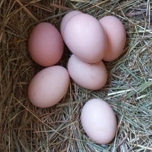 Oeufs bio x 12