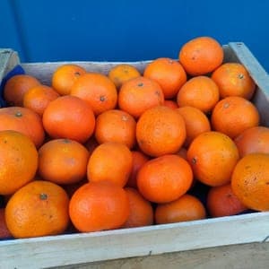 Clémentines bio