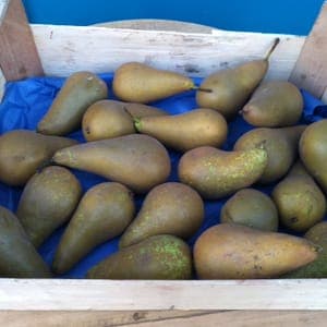 Poires de Niederstinzel bio