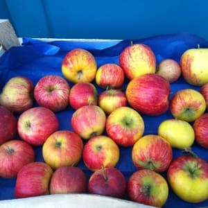 Pommes biolocales de Niederstinzel