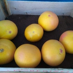 Pamplemousse bio