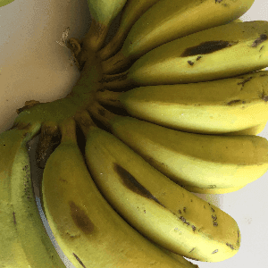 zz Banane Cavendish des Îles Canaries