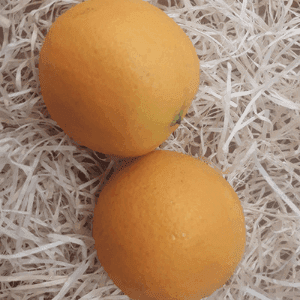zz Orange Lanelate Gros fruits 11 mois sur l'arbre