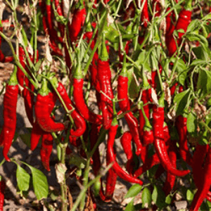 zz Piment piquant de la Vera