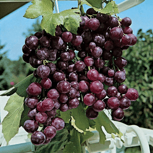 zz Raisin Ohanes Variété tardive