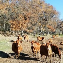 Ferme de Ligogne #6