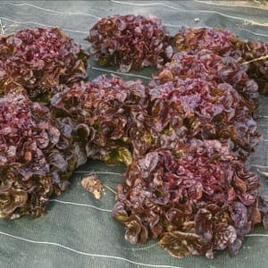 Salade feuille de chêne rouge