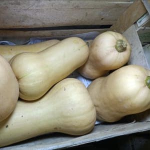 Butternut