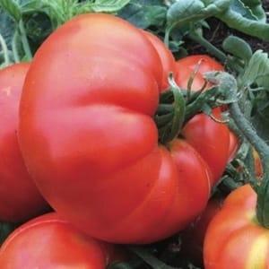 Plant Tomate Beefsteak