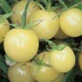 Plant Tomate Cerise blanche groseille