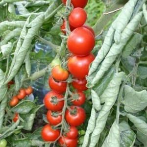 Plant Tomate Cerise rouge Miel du Mexique
