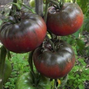 Plant Tomate Noire de Crimée