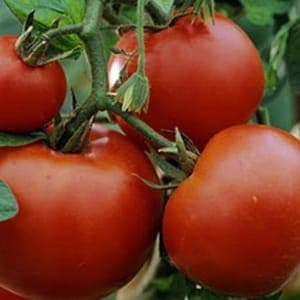 Plant Tomate Saint Pierre