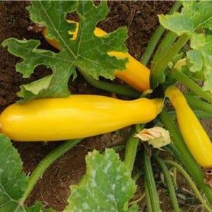 Plant Courgette Gold Rush