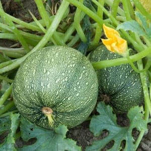 Plant Courgette Ronde de Nice