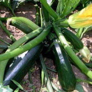 Plant Courgette Verte de Milan