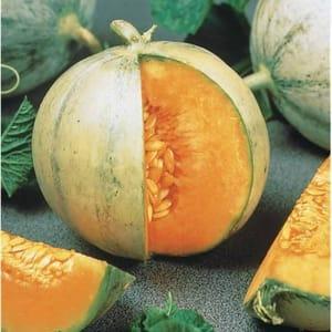 Plant Melon Cantaloup Charentais