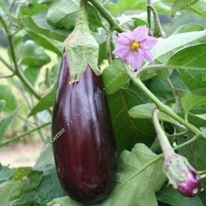 Plant Aubergine de Toulouse