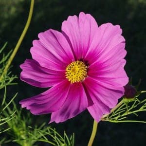 Plant Cosmos