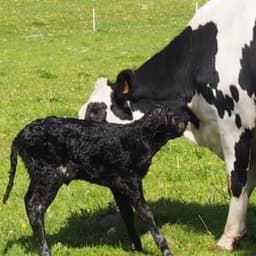 La Ferme des Bons Enfants #5