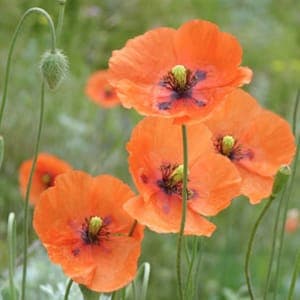 Graines de Coquelicot