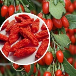 zz Baies de Goji