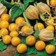 Plant Physalis "Coqueret du Pérou"