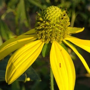 Graines de Rudbeckia lacinié