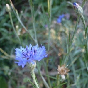 Graines de Bleuet des champs