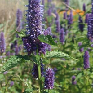 Graines d'Agastache fenouil