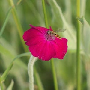 Graines de Coquelourde des jardins