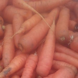 carotte orange