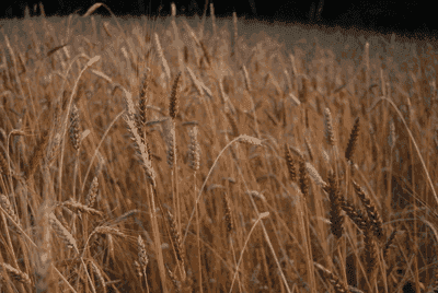 Le fournil de Saint Palavy