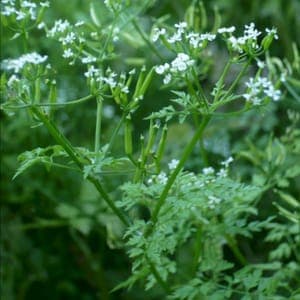 Graines de Cerfeuil cultivé