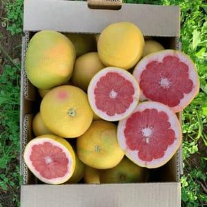 zz Pomelos jaunes et rouges - Cagette +/- 10 kg