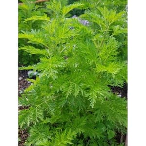 Plant aromatique - ARTEMESIA ANNUA