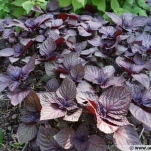 Plant aromatique - SHISO Pourpre ou Vert