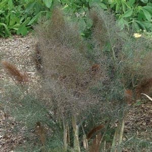 Plant de légume vivace - FENOUIL BRONZE